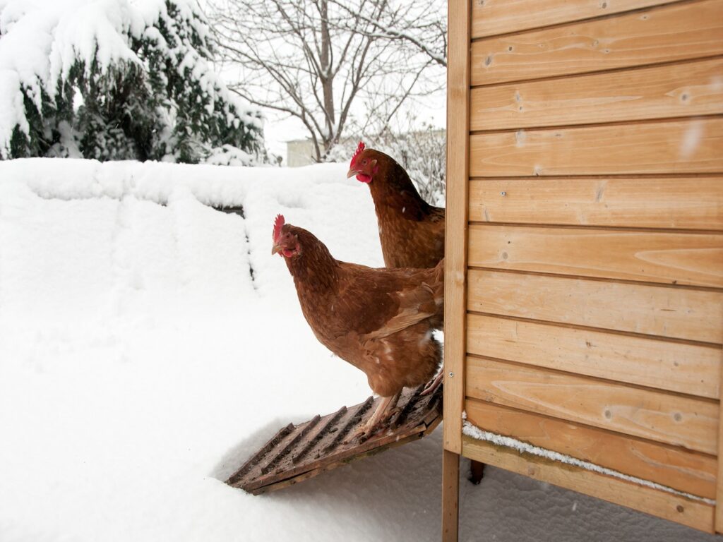 Two hens starring at the snow